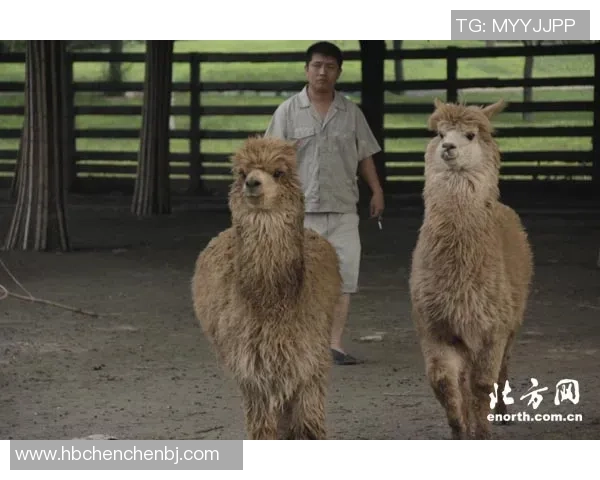 羊驼足球明星游戏带你体验奇幻绿茵场上的欢乐与挑战 羊驼足球明星游戏带你体验奇幻绿茵场上的欢乐与挑战